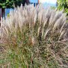 Miscanthus Yakushima Dwarf